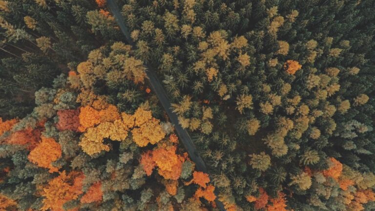 Logo suunnittelun merkitys brändäyksessä